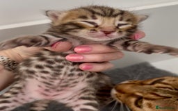 Bengal cats for sale: Exceptional show quality Brown TICA registered 🥰 - Image 20