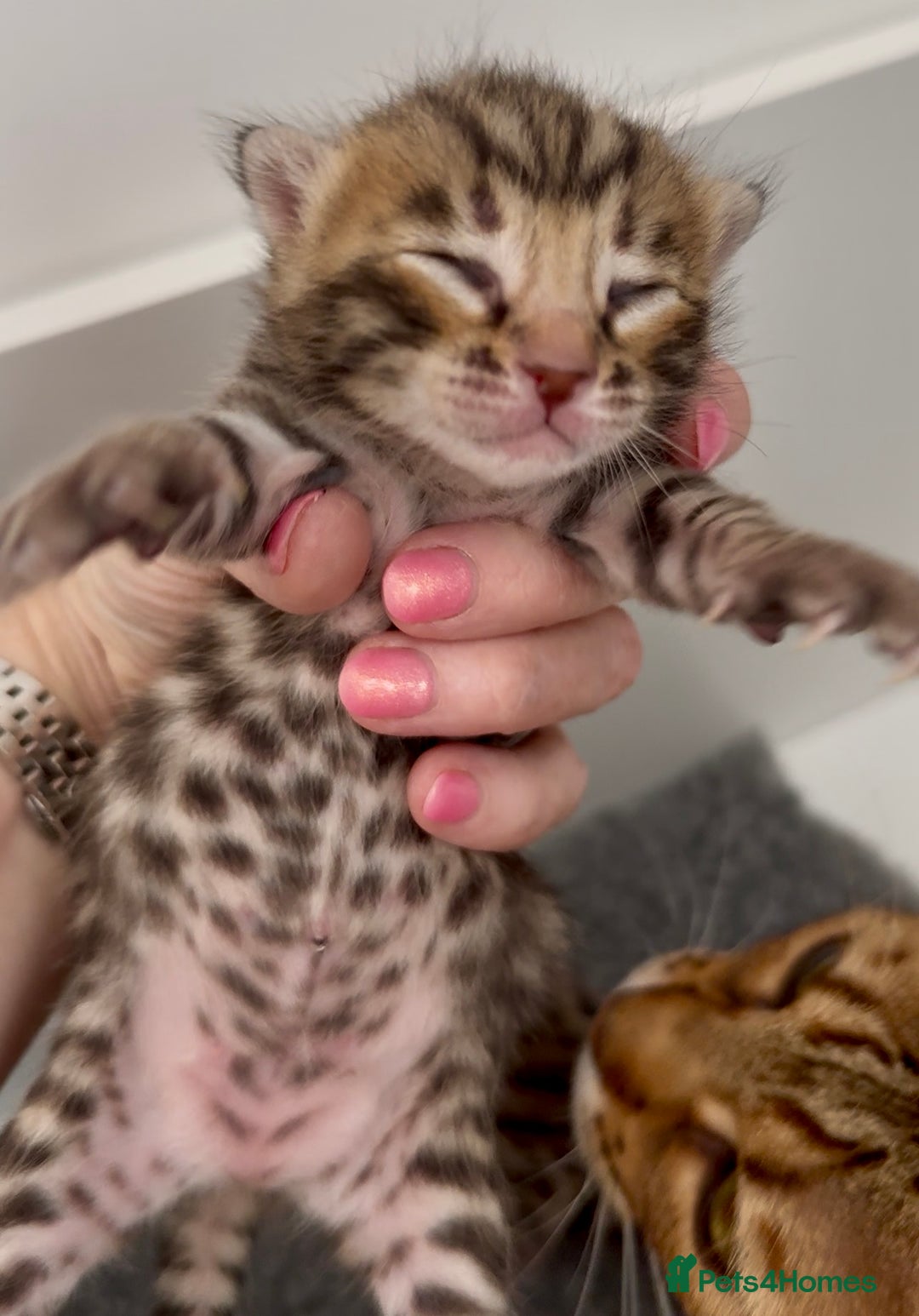 Bengal cats for sale: Exceptional show quality Brown TICA registered 🥰 - Image 20