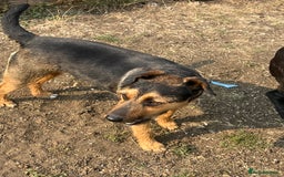 Mixed Breed dogs for sale: Beagle cross terrier - Image 3