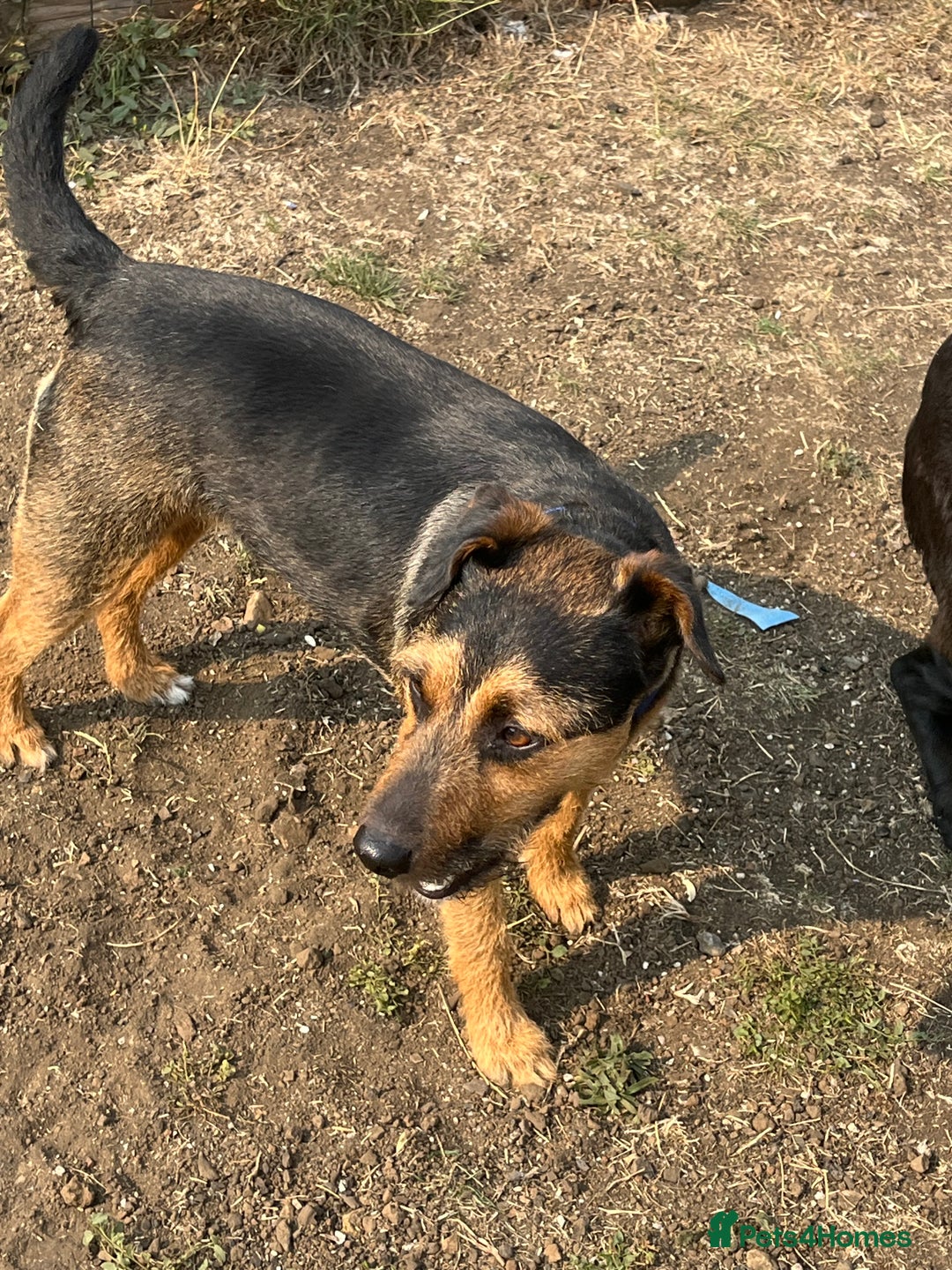 Mixed Breed dogs for sale: Beagle cross terrier - Image 3
