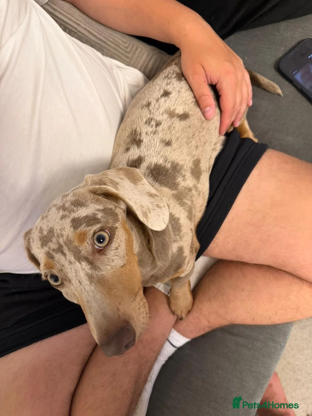 Miniature Dachshund dogs for sale: Miniature dachshund  - Advert 3