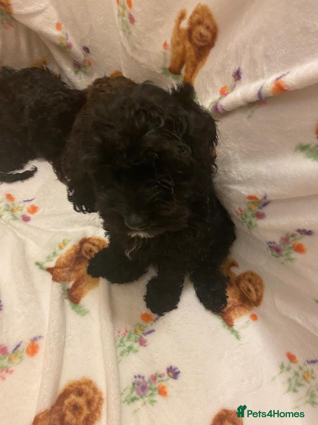 Cavapoo dogs for sale: Cavapoo puppies available to leave - Advert 4