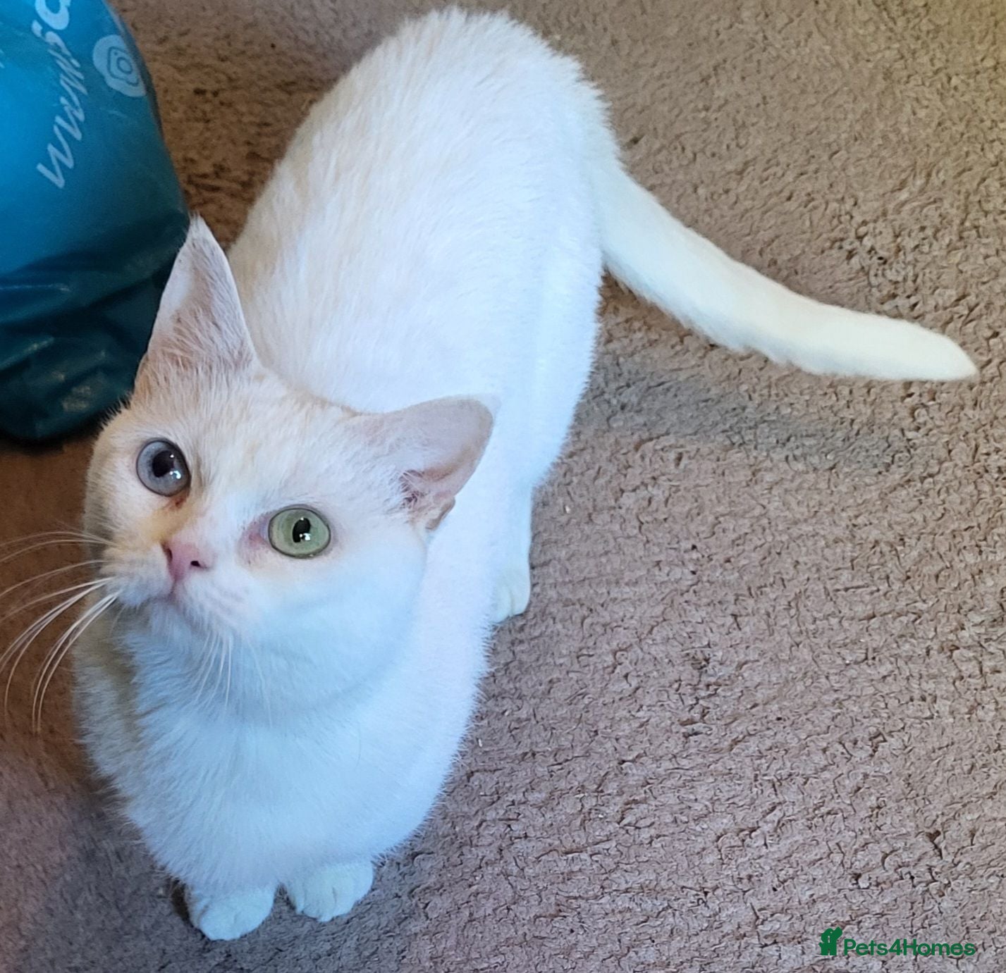 Munchkin cats Exceptional Quality & Extremely Rare Minuets - Advert 2