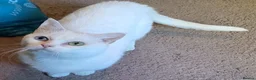 Munchkin cats for sale: Exceptional Quality & Extremely Rare Minuets - Advert 2