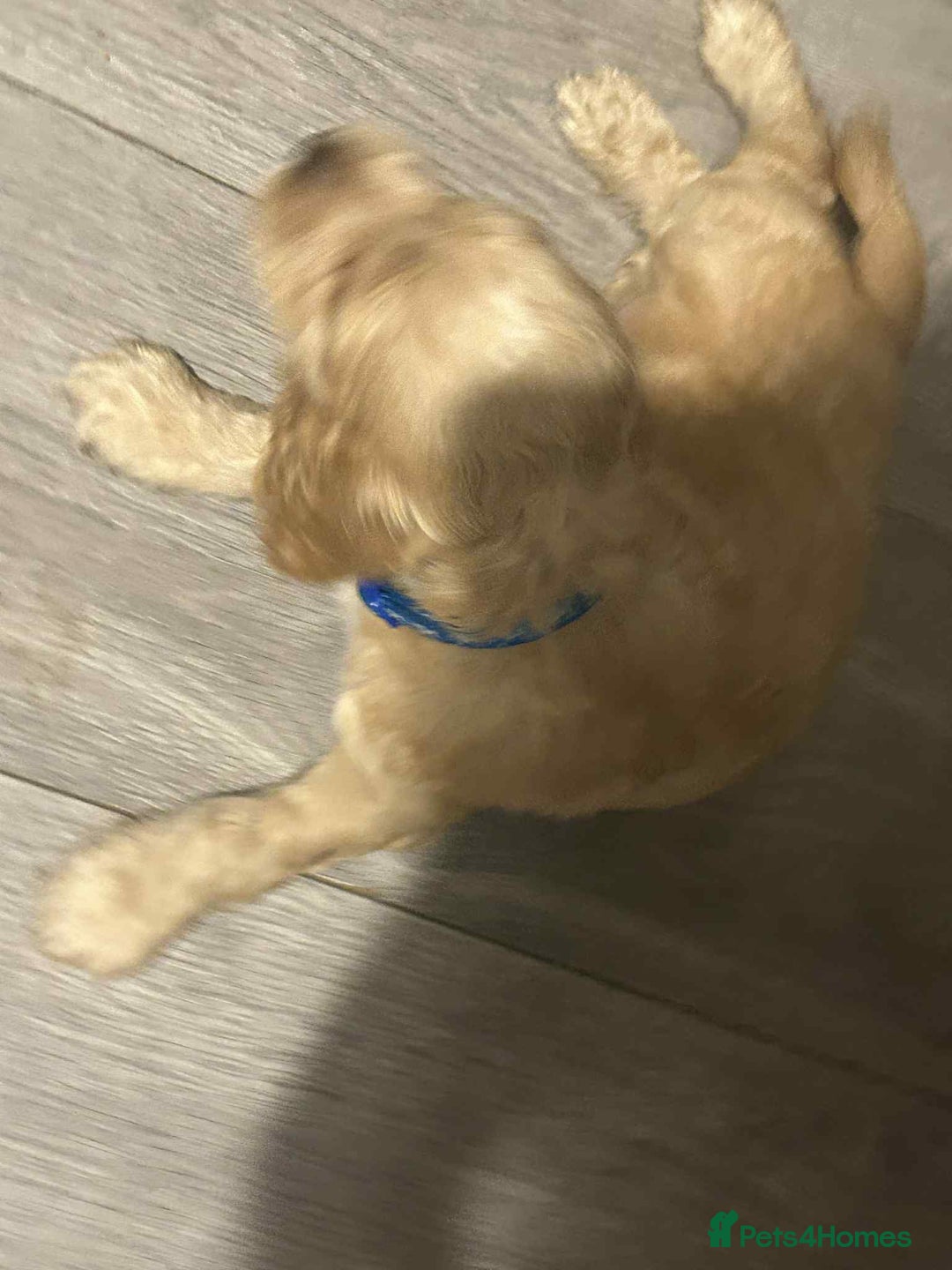 Cockapoo dogs for sale: 5 beautiful cockapoo's - Image 28