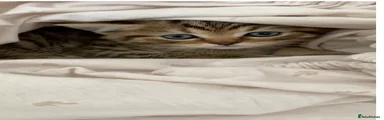 British Shorthair 4