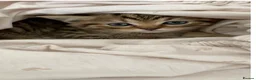 British Shorthair cats for sale: Beautiful British Shorthair Babies 🤍 - Advert 6