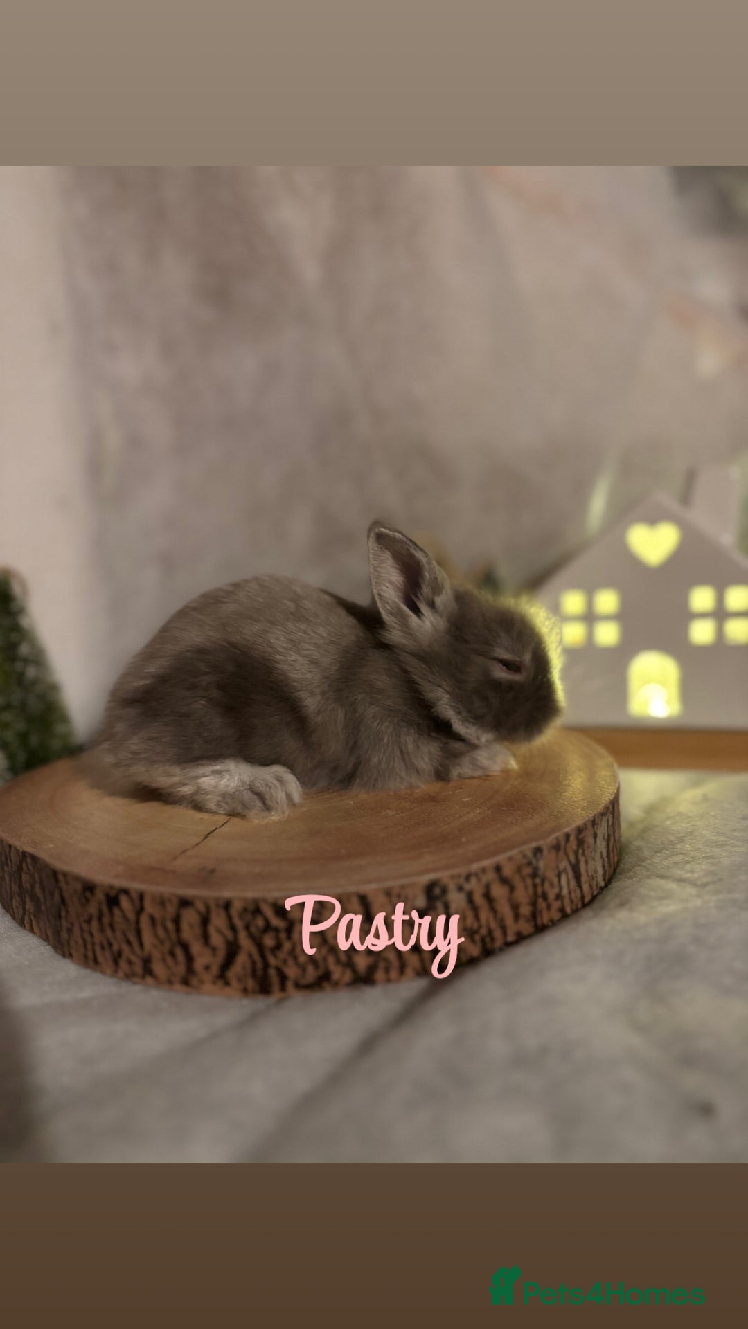 Lionhead rabbits for sale: Lion head babies  - Advert 2