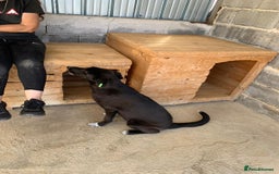 Mixed Breed dogs for adoption: Raven, 1.5 yrs approx. Available for adoption. - Image 6