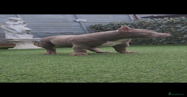 American Bully dogs - Advert 7