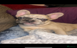 French Bulldog dogs for stud: Solid blue Merle platinum carrying testable and L1 in Aberdeen - Image 12