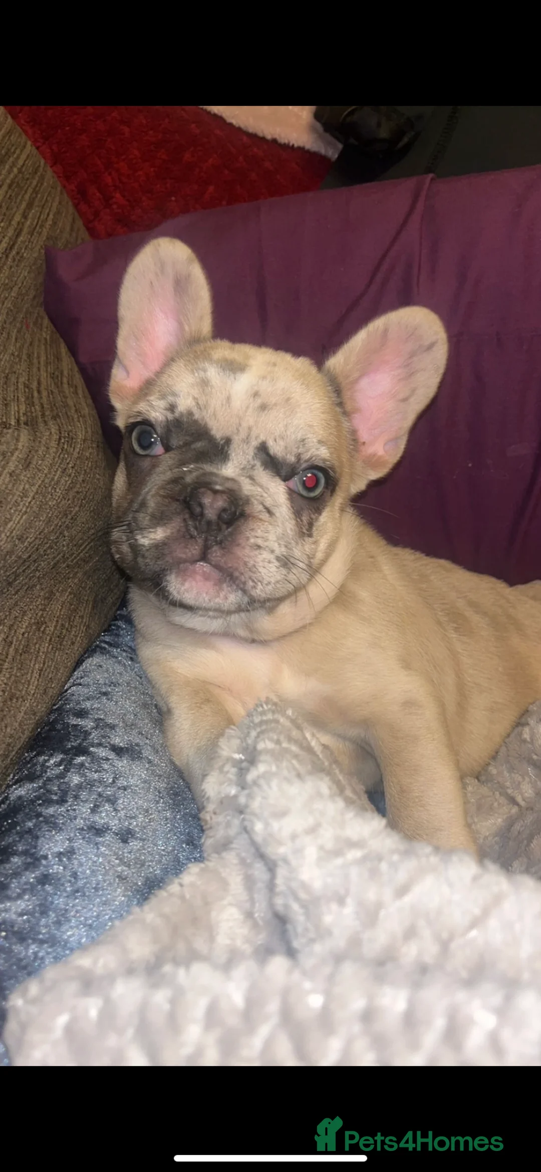 French Bulldog dogs for stud: Solid blue Merle platinum carrying testable and L1 in Aberdeen - Advert 12