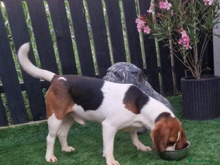 Beagle dogs BOLEK - a lovely young boy, for a Loving Home - Advert 11