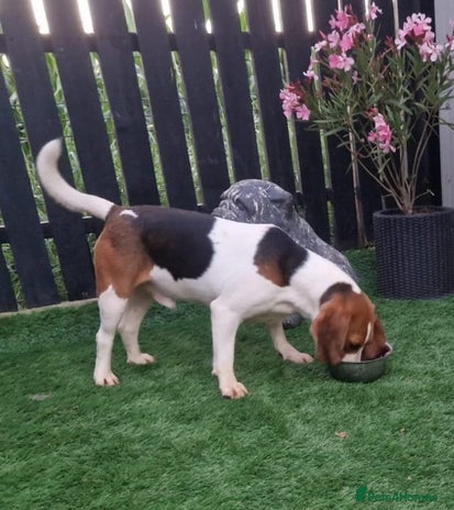 Beagle dogs BOLEK - a lovely young boy, for a Loving Home - Advert 8