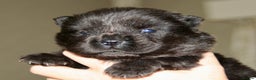 Chow Chow dogs for sale: Chow chow puppies ready to go 20th jan - Advert 13