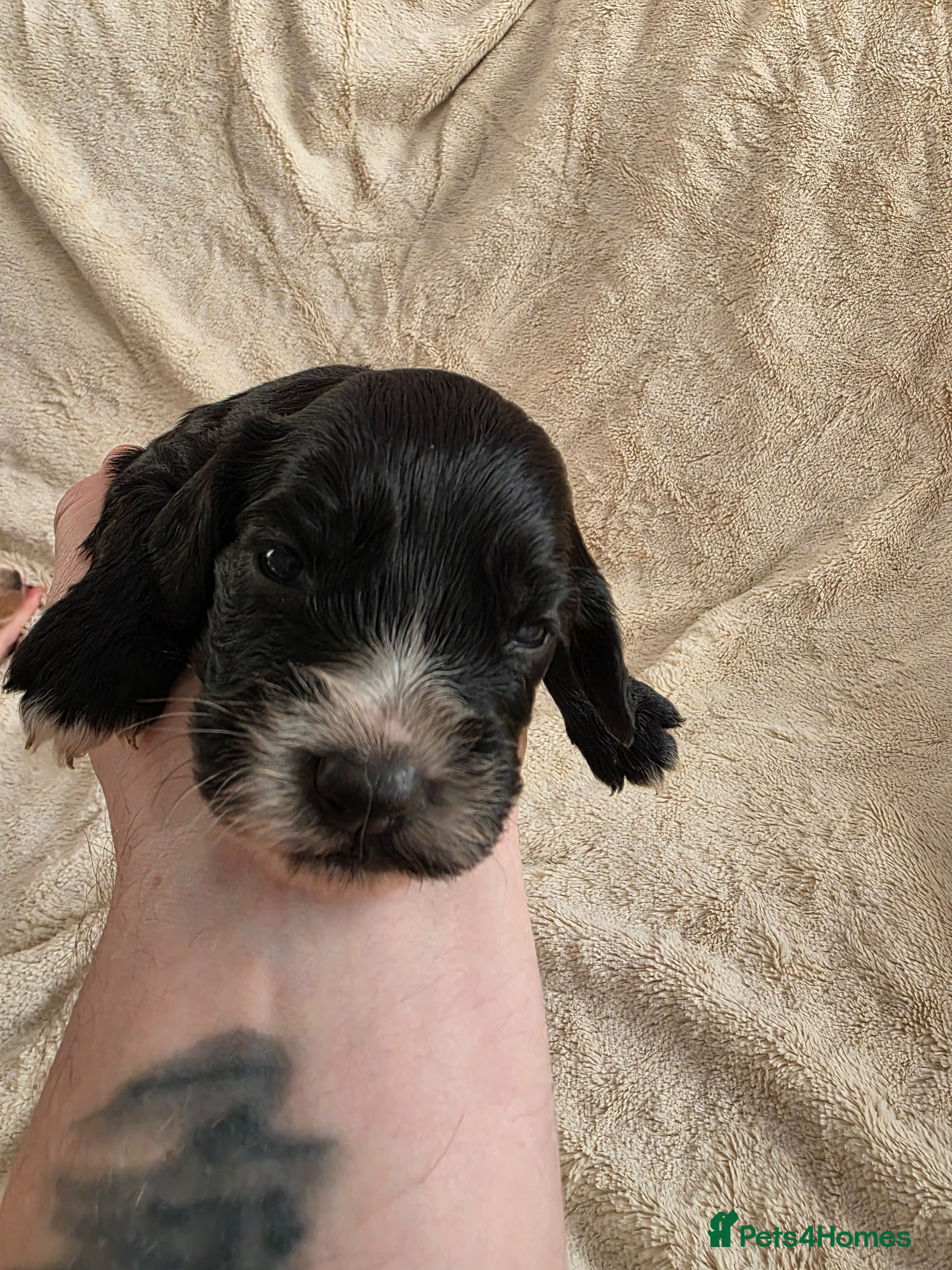 Cocker Spaniel dogs Gorgeous working cocker spaniel puppies - Advert 2