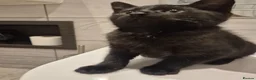 Mixed Breed cats for sale: Sweet little boy needing a new home - Advert 3