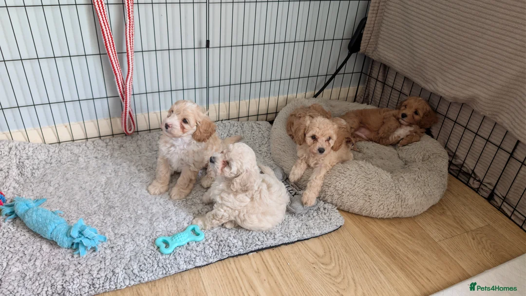 Cavachon dogs for sale: Beautiful female Cavapoochon pup - Advert 7