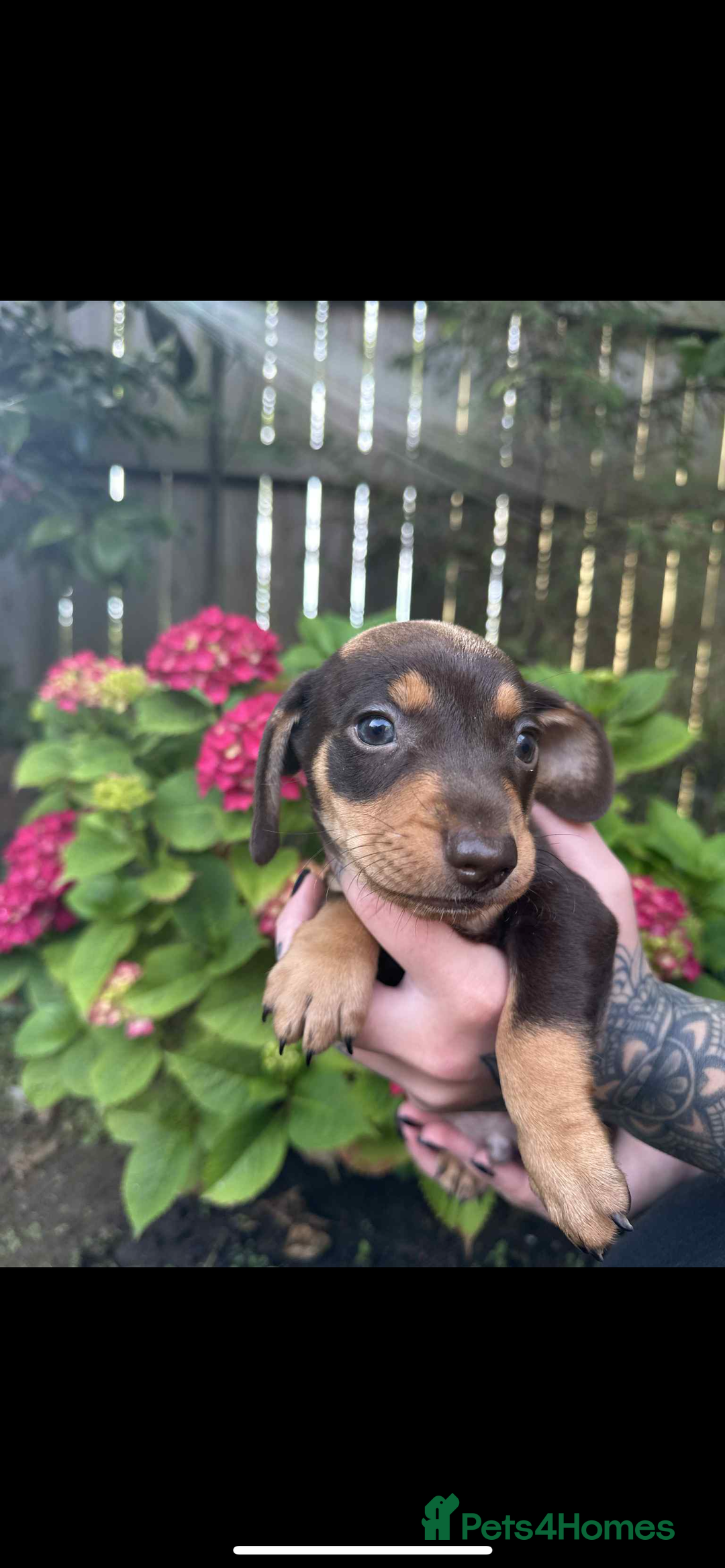Mixed Breed dogs for sale: Miniature dachshund/ miniature pinscher in Widnes - Image 5