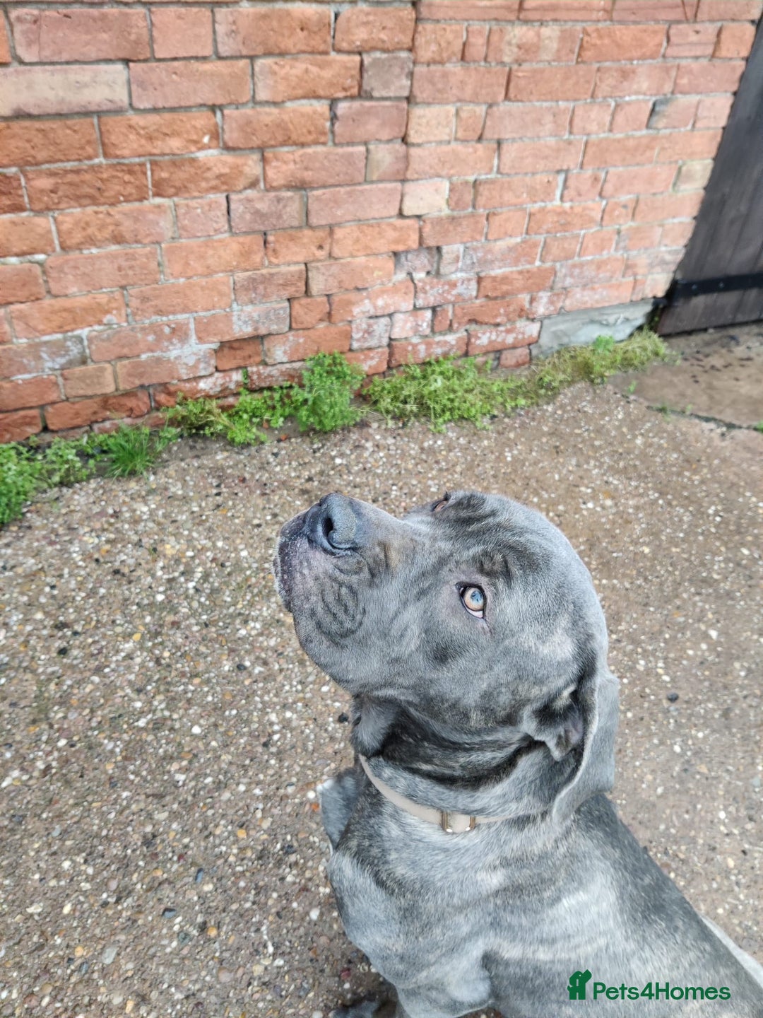 Cane Corso dogs for sale: Gorgeous female Cane Corso looking for a home - Advert 2
