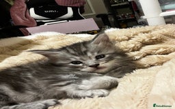 Maine Coon cats for sale: Beautiful Maine coon kittens  - Advert 7