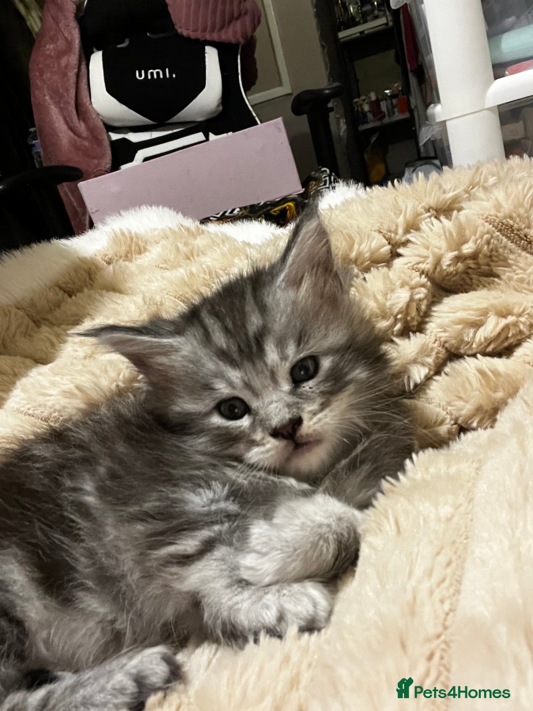 Maine Coon cats for sale: Beautiful Maine coon kittens  - Advert 7