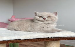 British Shorthair cats for sale: ✨Top quality lilac British shorthair✨ - Image 5