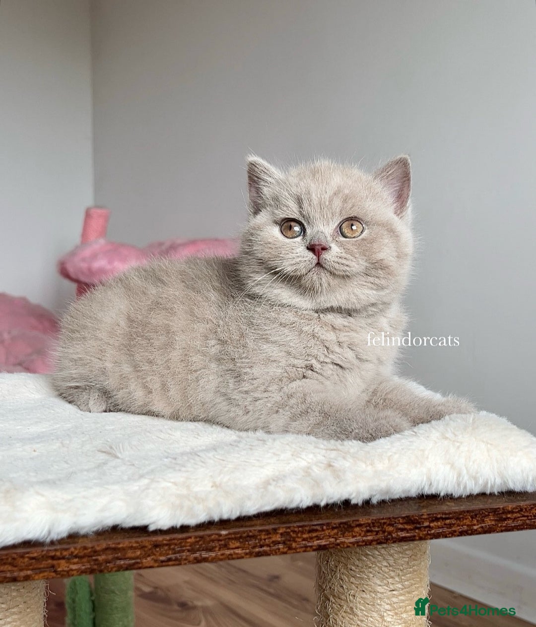 British Shorthair cats for sale: ✨Top quality lilac British shorthair✨ - Image 5