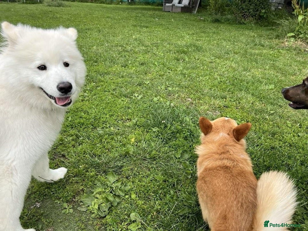 Samoyed dogs for sale: 10 Month Old Samoyed Ready for His Forever Home! - Advert 14