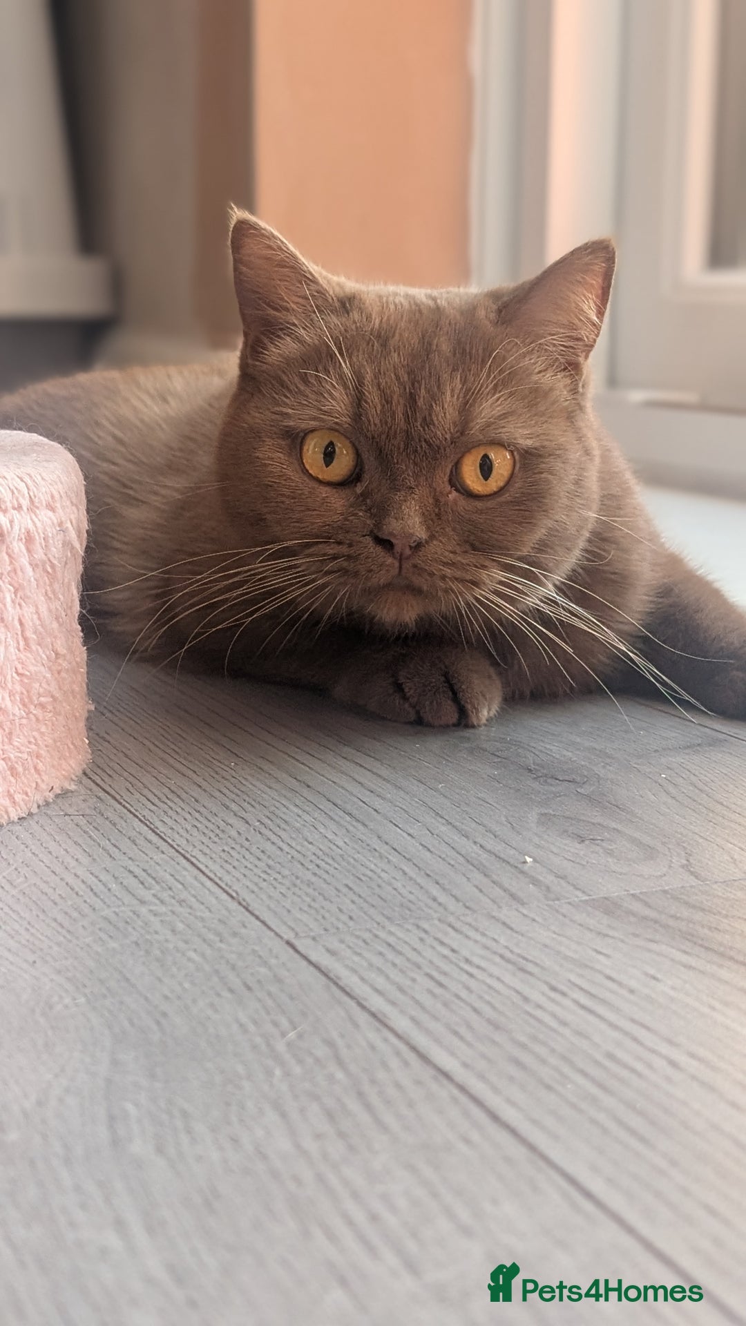 British Shorthair cats for sale: Active GCCF cinnamon female  - Advert 9