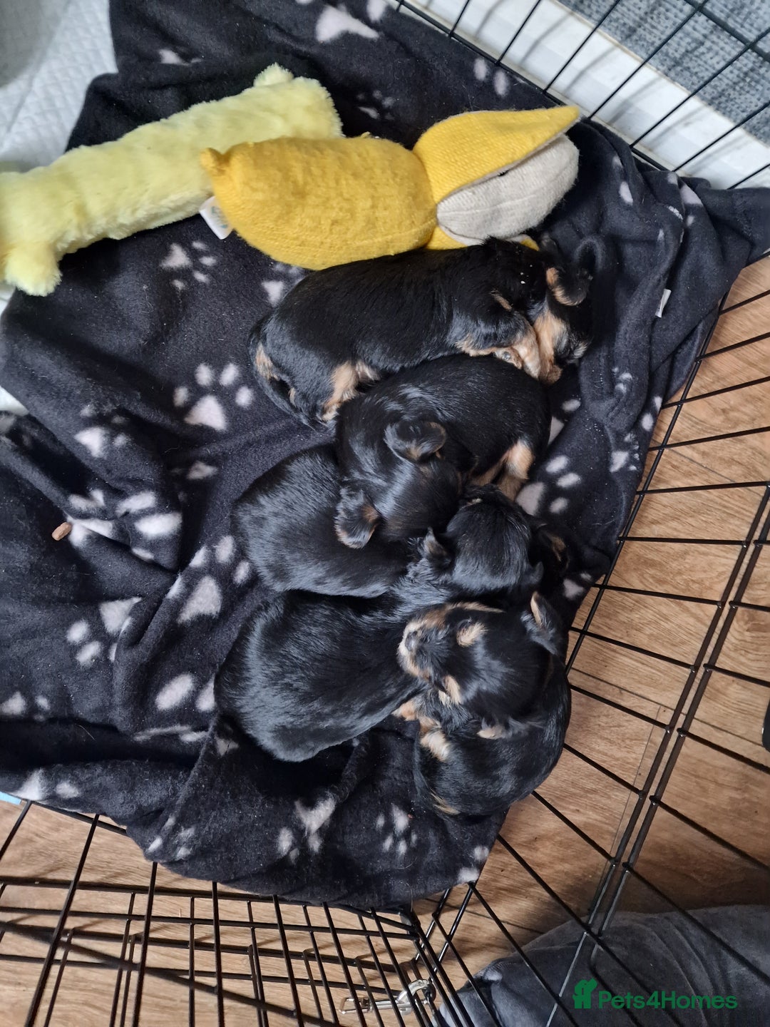Yorkshire Terrier dogs for sale: Yorkshire terrier puppy's  - Image 1