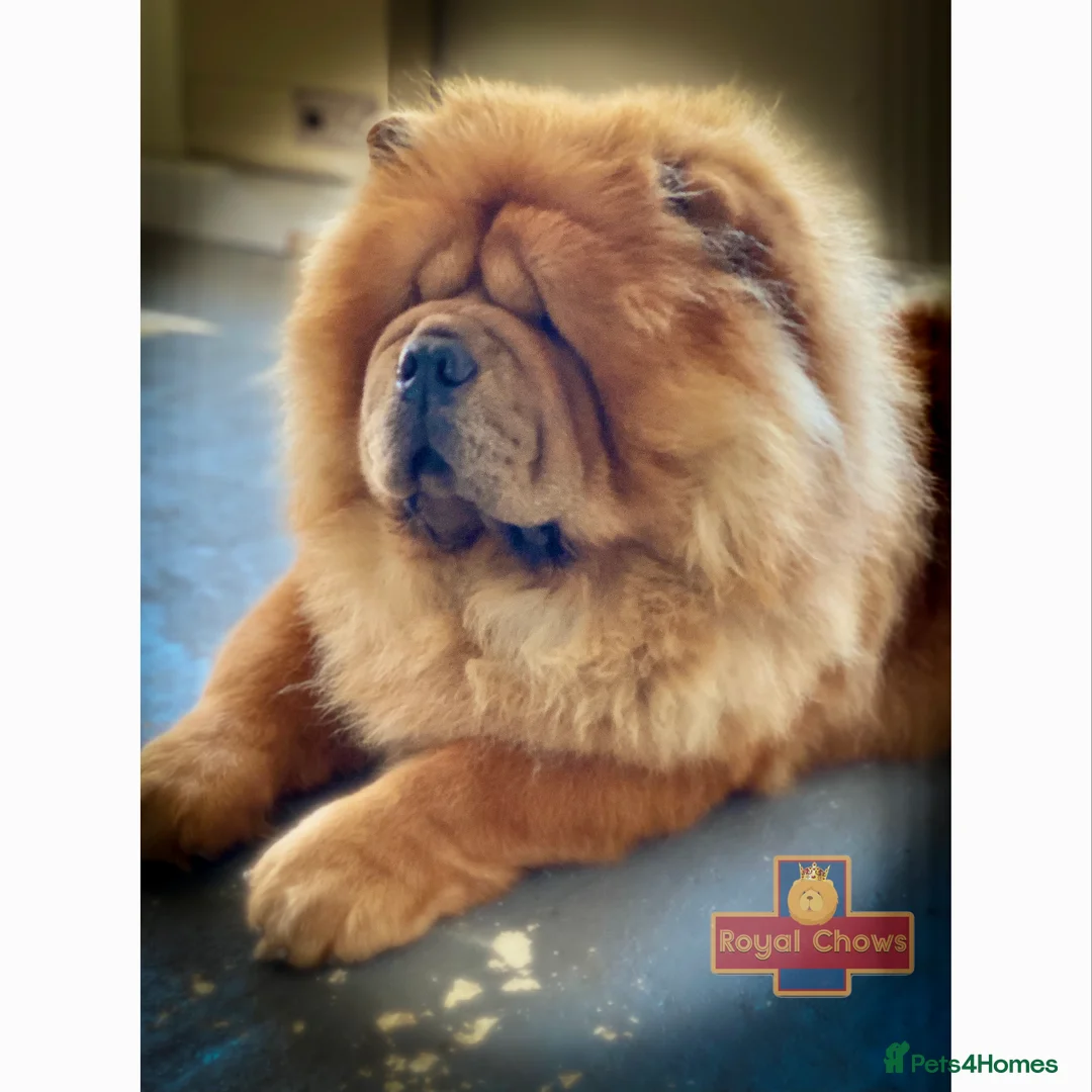 Chow Chow dogs for stud: HOGAN VERY WELL PROVEN STUD in Cheltenham - Advert 7