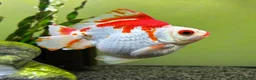 Fancy Goldfish fish for sale: Ryukin fry for sale  - Advert 8
