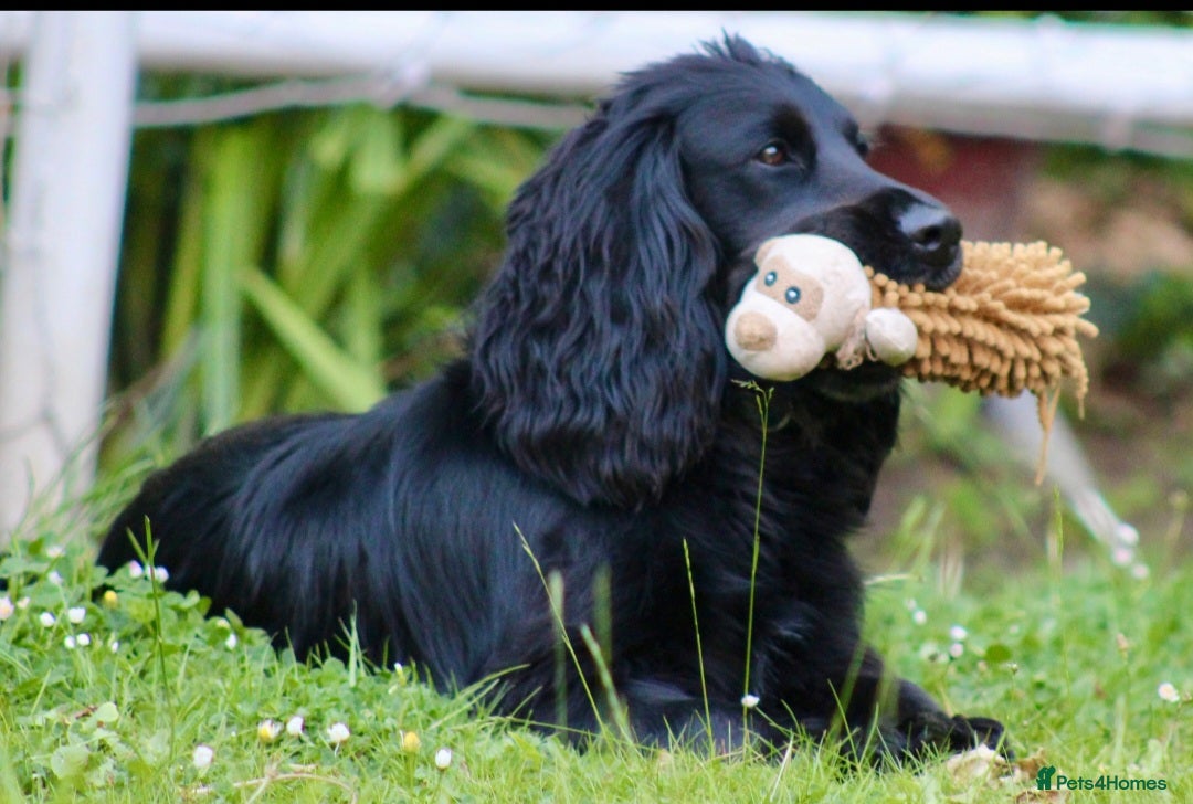 Cocker Spaniel dogs for stud: Dog for STUD  - Image 4