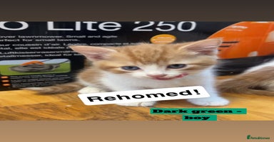 Mixed Breed cats - Advert 5