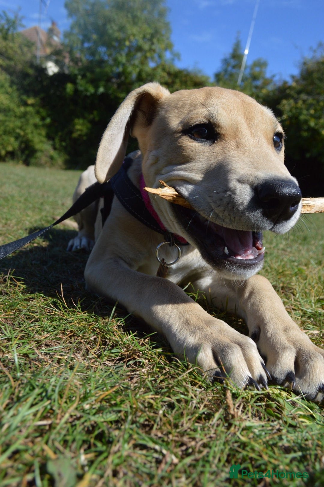 Mastiff dogs for sale: Mastiff puppy for sale - Advert 3