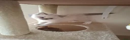 Ragdoll cats for sale: Stunning Ragdoll kittens  - Advert 17