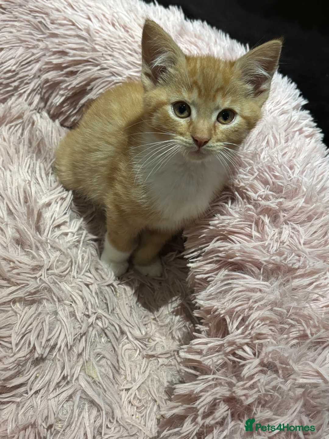 Mixed Breed cats for sale: Maine coon cross kittens ***ONLY ONE BOY LEFT!* - Advert 3