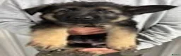 German Shepherd dogs for sale: German shepherd puppies  in Wisbech - Advert 8