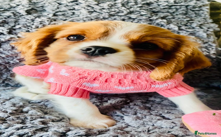 Cavalier King Charles Spaniel dogs - Advert 3