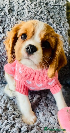 Cavalier King Charles Spaniel dogs - Advert 3