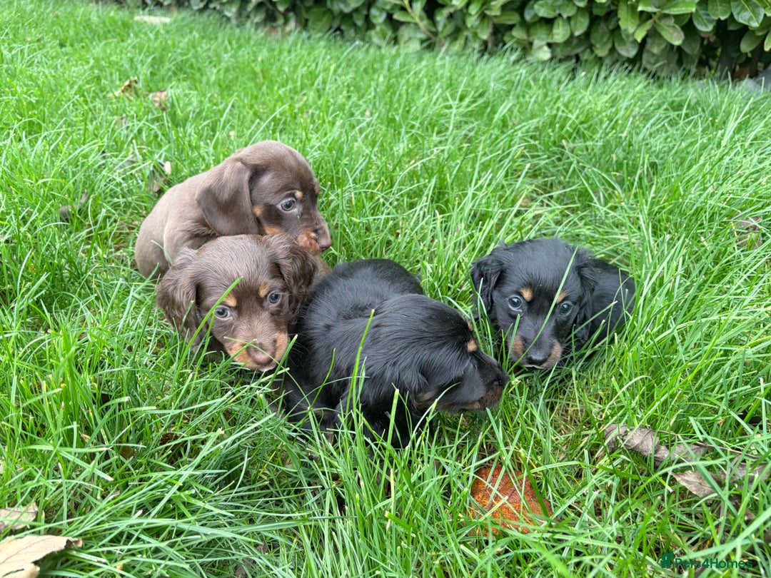 Miniature Dachshund dogs for sale: miniature Dasher - Image 14