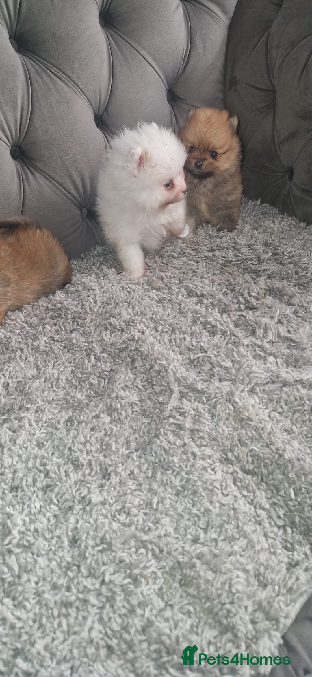 Pomeranian dogs for sale: Pomeranian Puppies  - Advert 10