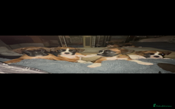 Boxer dogs for sale: READY NOW Boxer Puppies KC registered  - Image 29