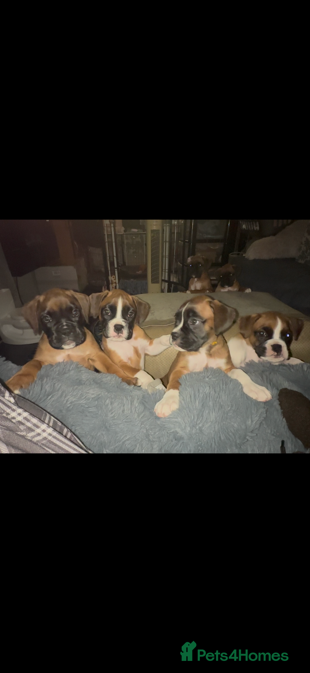 Boxer dogs for sale: READY NOW Boxer Puppies KC registered  - Image 29