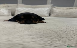 Dachshund dogs for sale: dachshund pups dapple and black & tan - Advert 22