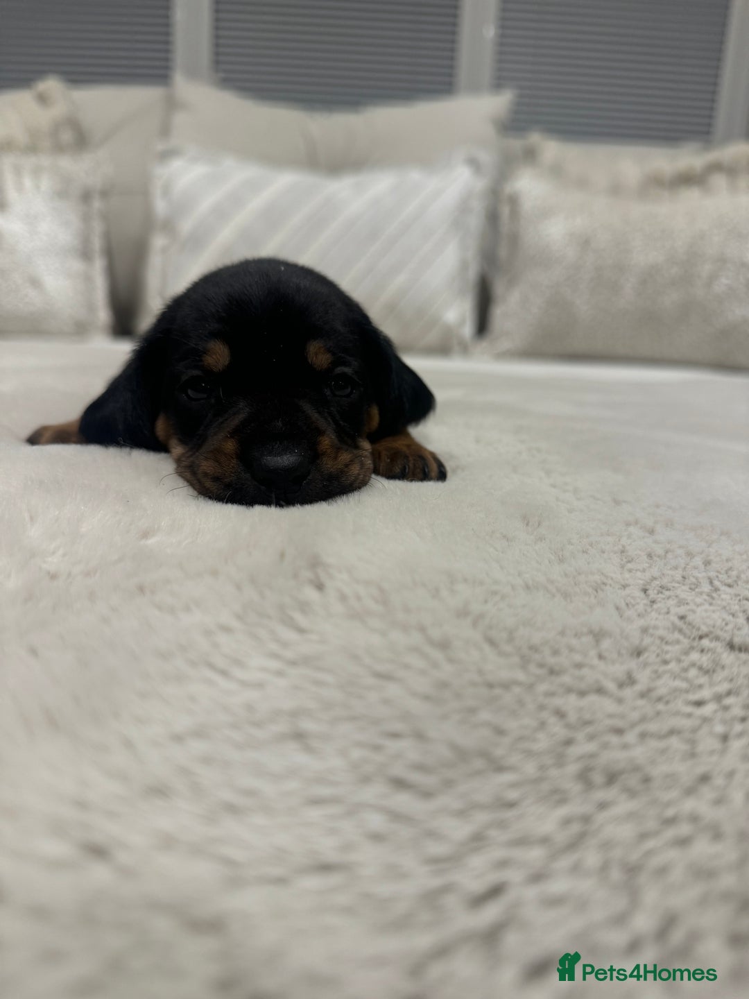 Dachshund dogs for sale: dachshund pups dapple and black & tan - Advert 22