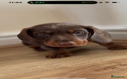 Dachshund dogs for sale: Chocolate male dachshund puppy  - Image 1