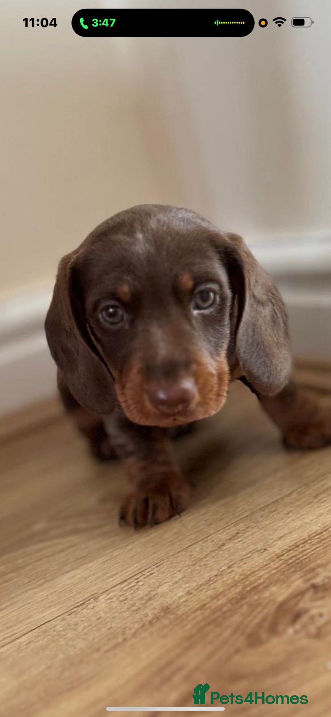 Dachshund dogs for sale: Chocolate male dachshund puppy  - Image 1