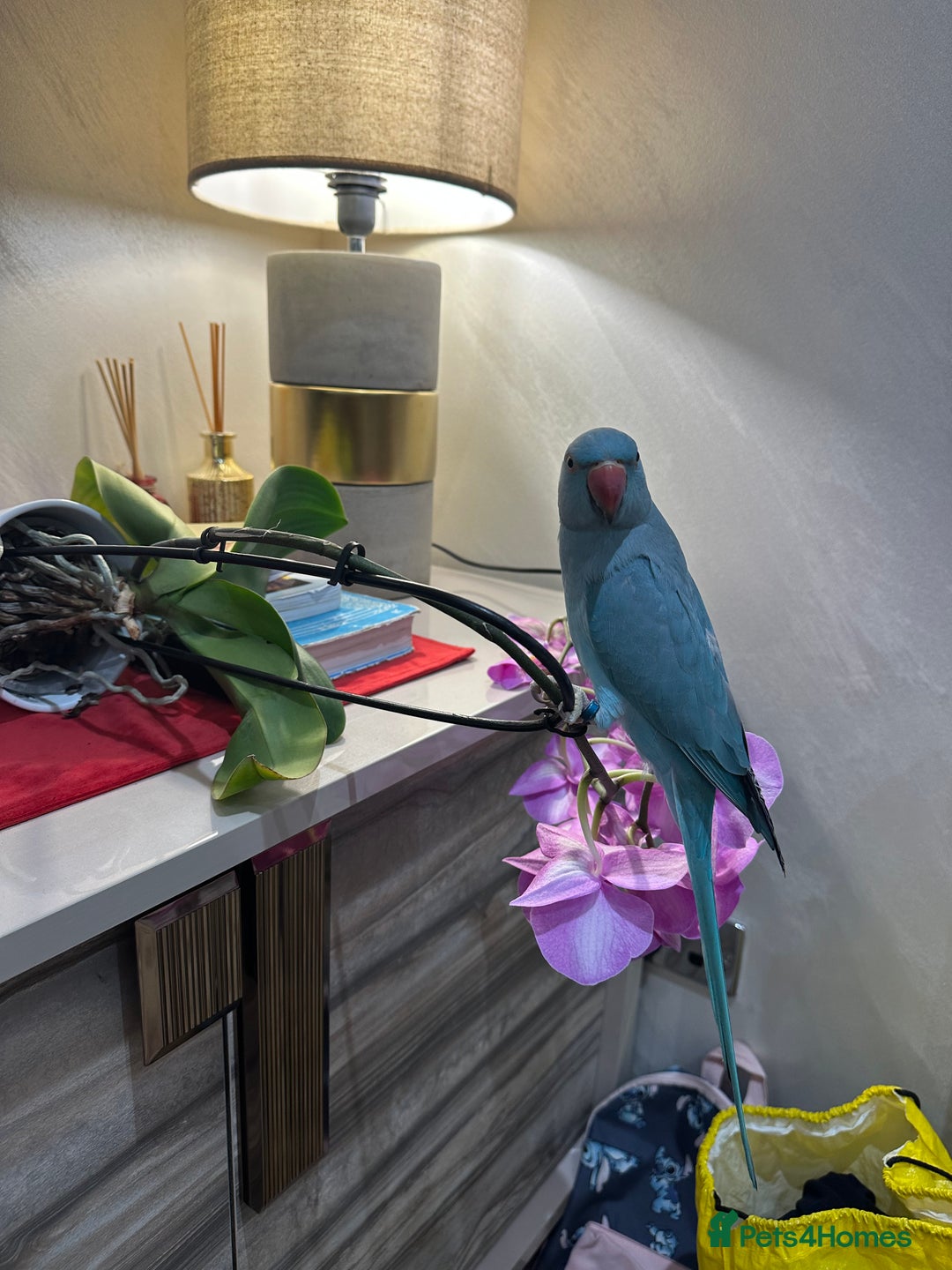 Ringnecks birds for sale: Blueberry  - Advert 2